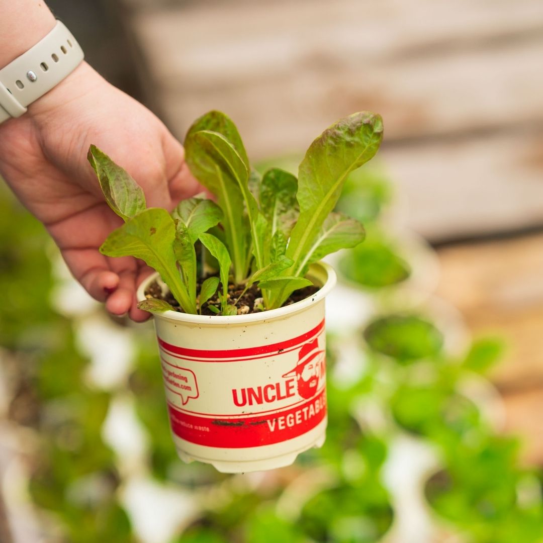 Lettuce – Red Romaine – 4″ Pot